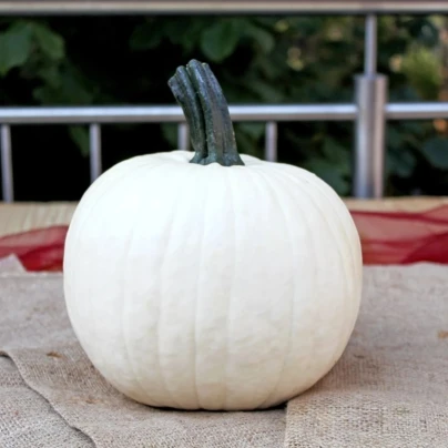 Tykev okrasná Avalanche F1 PMT - Cucurbita pepo - semena - 6 ks