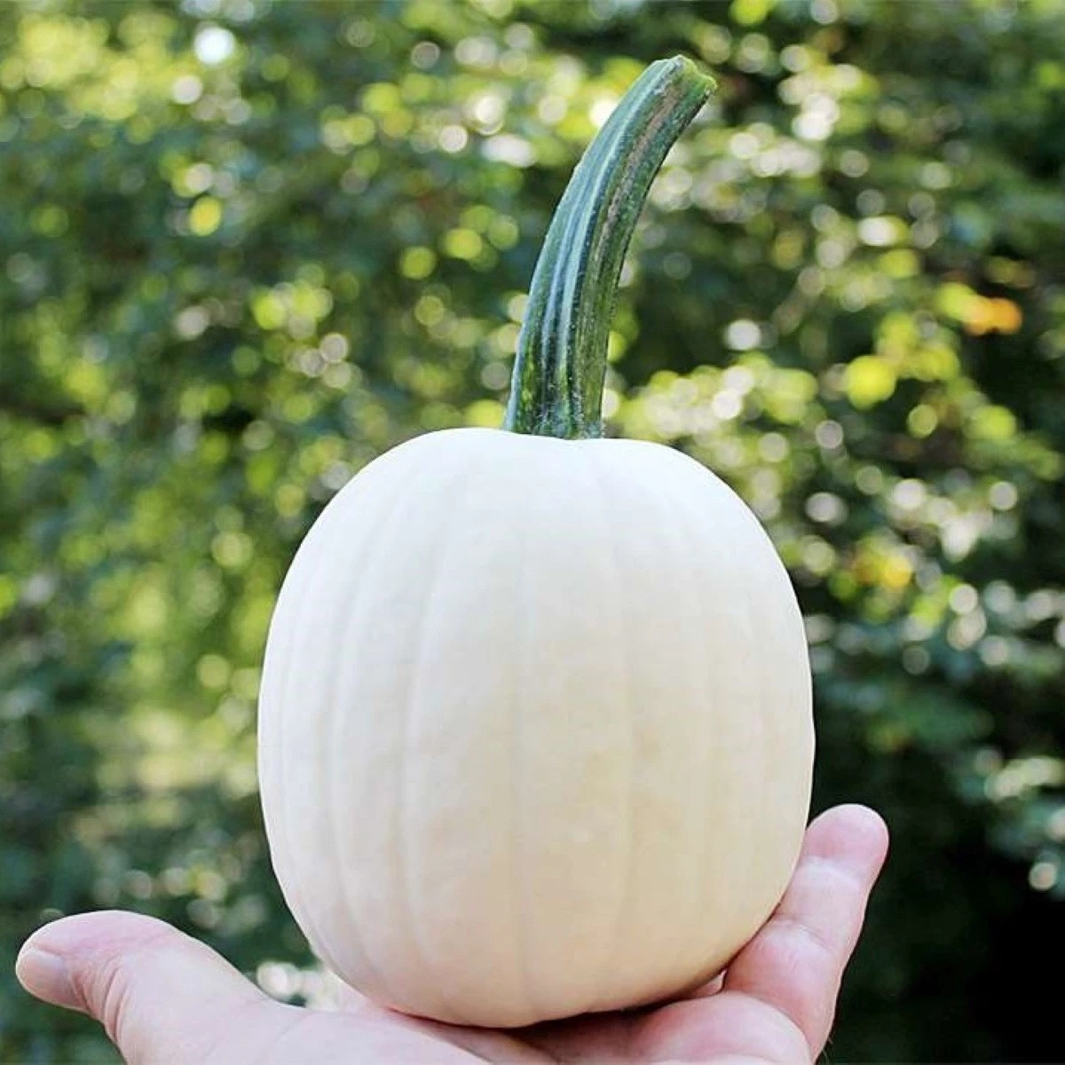 Tykev okrasná Snowdrop F1 - Cucurbita pepo - semena - 6 ks