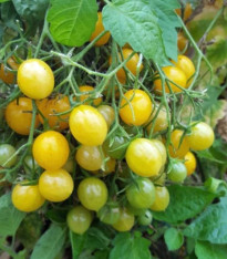 Rajče Mirabell - Solanum lycopersicum - semena - 6 ks