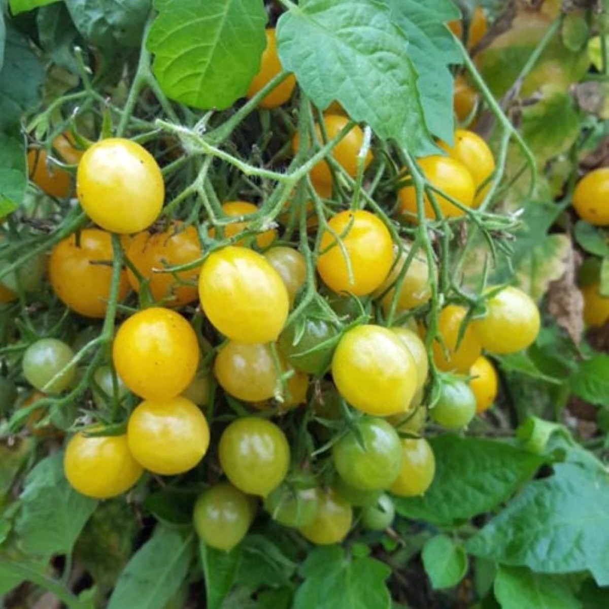 Rajče Mirabell - Solanum lycopersicum - semena - 6 ks