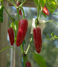 BIO Chilli Jalapeno - Capsicum annuum - bio semena - 6 ks