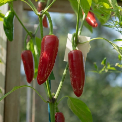 BIO Chilli Jalapeno - Capsicum annuum - bio semena - 6 ks