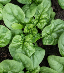 BIO Špenát Butterflay - Spinacia oleracea - bio semena - 70 ks