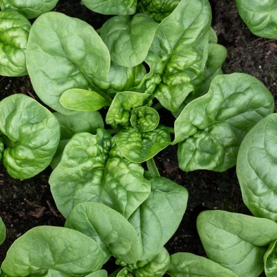 BIO Špenát Butterflay - Spinacia oleracea - bio semena - 70 ks