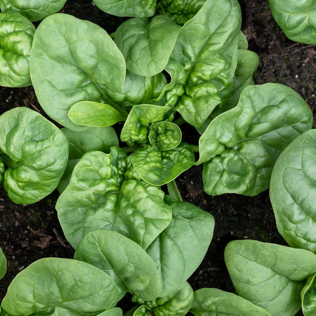 BIO Špenát Butterflay - Spinacia oleracea - bio semena - 70 ks