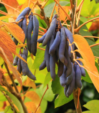 Palečník čínský - modré fazole - Decaisnea fargesii - semena - 8 ks