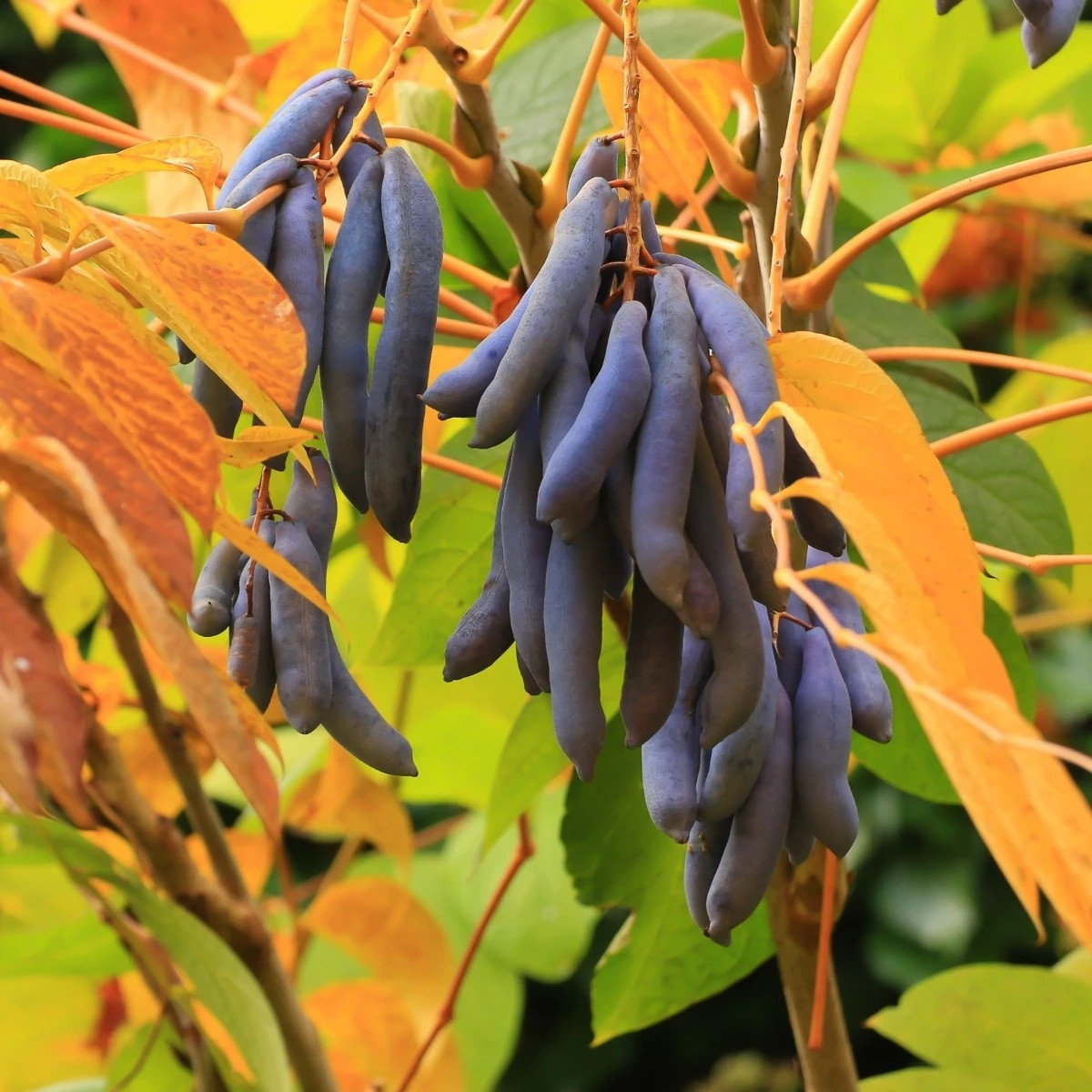 Palečník čínský - modré fazole - Decaisnea fargesii - semena - 8 ks