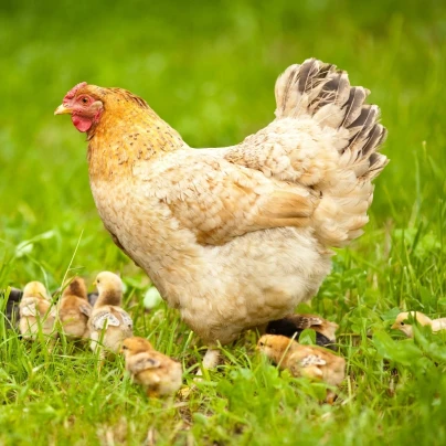 BIO Travní směs pro zatravnění výběhů a pastvin - směs trav - semena - Sativa - 500 g