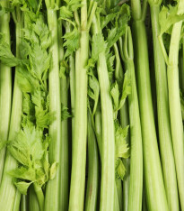 BIO Celer řapíkatý Tall Utah - Apium graveolens - bio semena - 80 ks