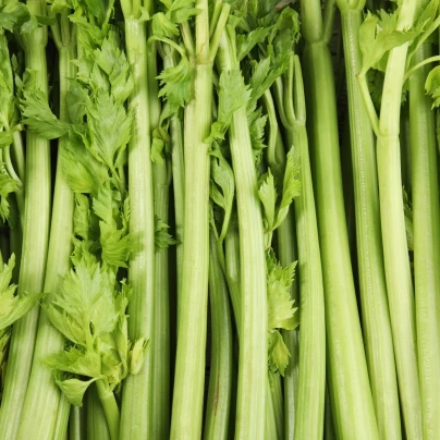 BIO Celer řapíkatý Tall Utah - Apium graveolens - bio semena - 80 ks