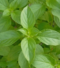 BIO Bazalka citrónová - Ocimum basilicum - bio semena - 100 ks