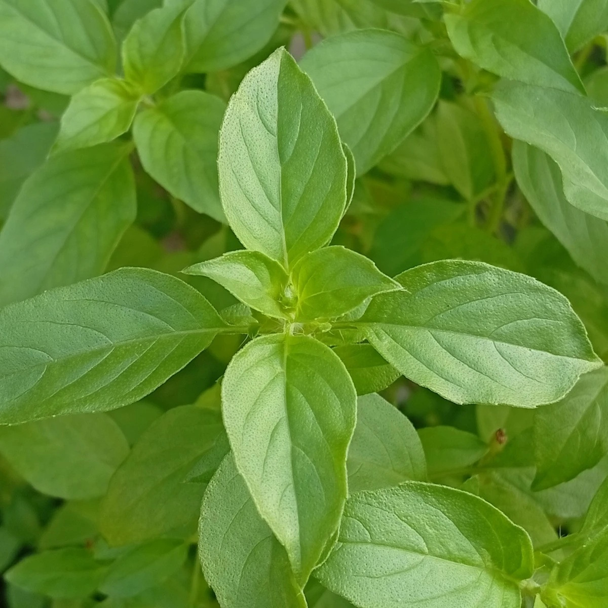 BIO Bazalka citrónová - Ocimum basilicum - bio semena - 100 ks