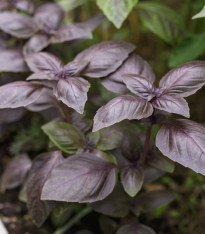 BIO Bazalka Rosso červená - Ocimum basilicum - bio semena - 100 ks