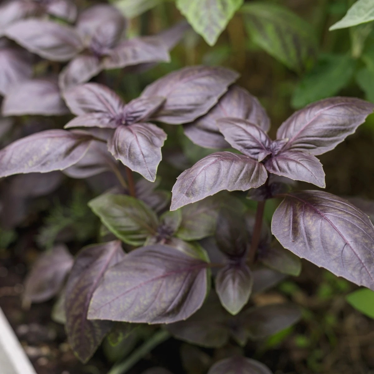 BIO Bazalka Rosso červená - Ocimum basilicum - bio semena - 100 ks