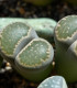 Lithops euniceae Bellaketty - Lithops euniceae - semena - 5 ks