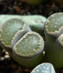 Lithops euniceae Bellaketty - Lithops euniceae - semena - 5 ks