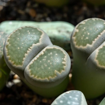 Lithops euniceae Bellaketty - Lithops euniceae - semena - 5 ks