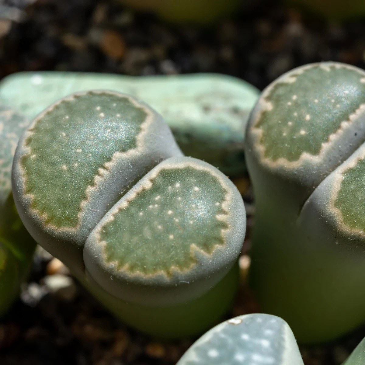 Lithops euniceae Bellaketty - Lithops euniceae - semena - 5 ks