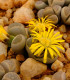 Lithops euniceae Bellaketty - Lithops euniceae - semena - 5 ks