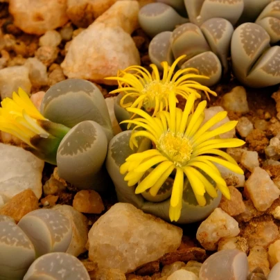 Lithops euniceae Bellaketty - Lithops euniceae - semena - 5 ks
