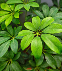 Šeflera prstovitá - Schefflera digitata - semena - 6 ks