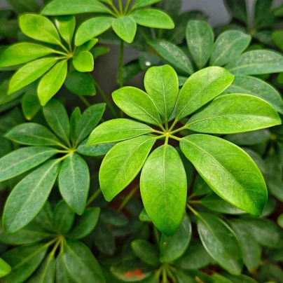 Šeflera prstovitá - Schefflera digitata - semena - 6 ks