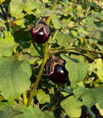 BIO Lilek Bambino - Solanum melongena - bio semena - 15 ks