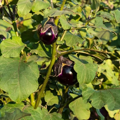BIO Lilek Bambino - Solanum melongena - bio semena - 15 ks