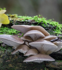 Hlíva ústřičná - zrnitá sadba - Pleurotus ostreatus - sadba - 500 ml