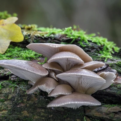 Hlíva ústřičná - zrnitá sadba - Pleurotus ostreatus - sadba - 500 ml