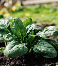 Špenát Fagot F1 - Spinacia oleracea - semena špenátu - 200 ks