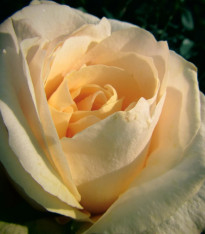 Růže velkokvětá keřová - Fragrant Casanova - Rosa - prostokořenné sazenice růže - 1 ks