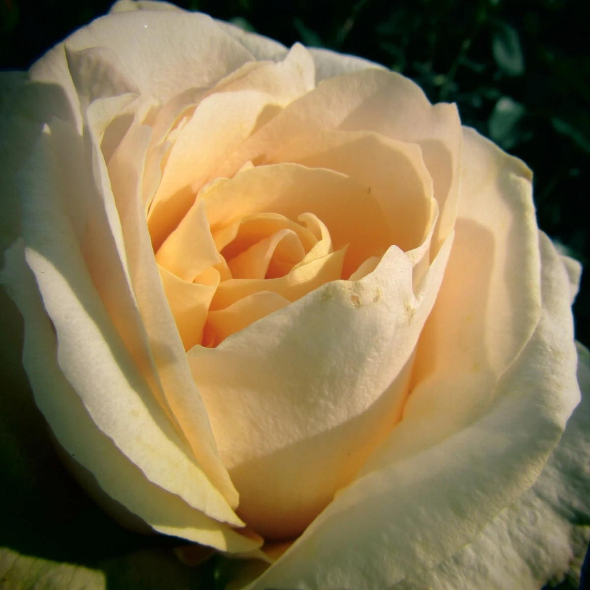 Růže velkokvětá keřová - Fragrant Casanova - Rosa - prostokořenné sazenice růže - 1 ks