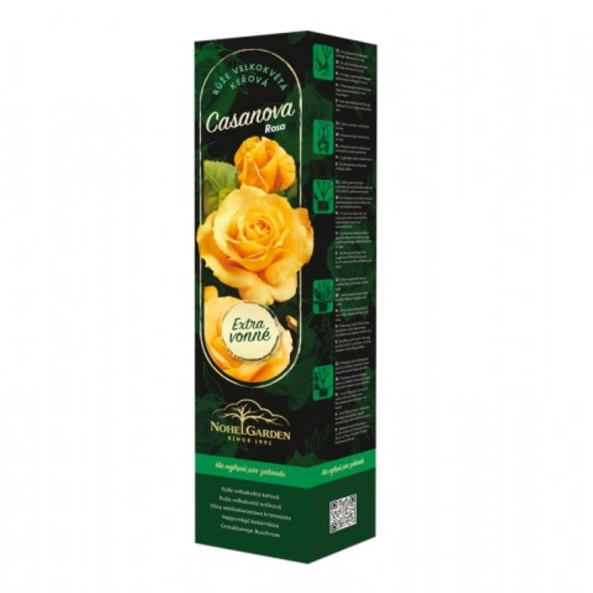 Sazenice růže – Růže velkokvětá keřová - Fragrant Casanova - Rosa