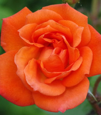 Růže velkokvětá keřová - Fragrant Doris Tysterman - Rosa - prostokořenné sazenice růže - 1 ks