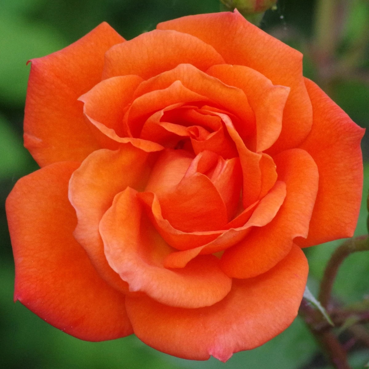 Růže velkokvětá keřová - Fragrant Doris Tysterman - Rosa - prostokořenné sazenice růže - 1 ks