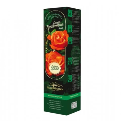 Sazenice růže – Růže velkokvětá keřová - Fragrant Doris Tysterman - Rosa