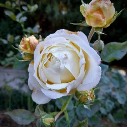 Růže velkokvětá keřová - Fragrant Chopin - Rosa - prostokořenné sazenice růže - 1 ks