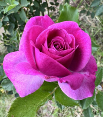 Růže velkokvětá keřová - Fragrant Lila Wunder - Rosa - prostokořenné sazenice růže - 1 ks