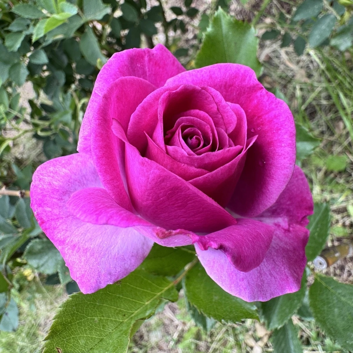 Růže velkokvětá keřová - Fragrant Lila Wunder - Rosa - prostokořenné sazenice růže - 1 ks