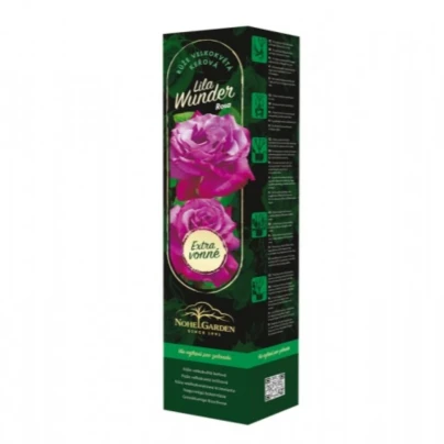 Růže velkokvětá keřová - Fragrant Lila Wunder - Rosa - prostokořenné sazenice růže - 1 ks