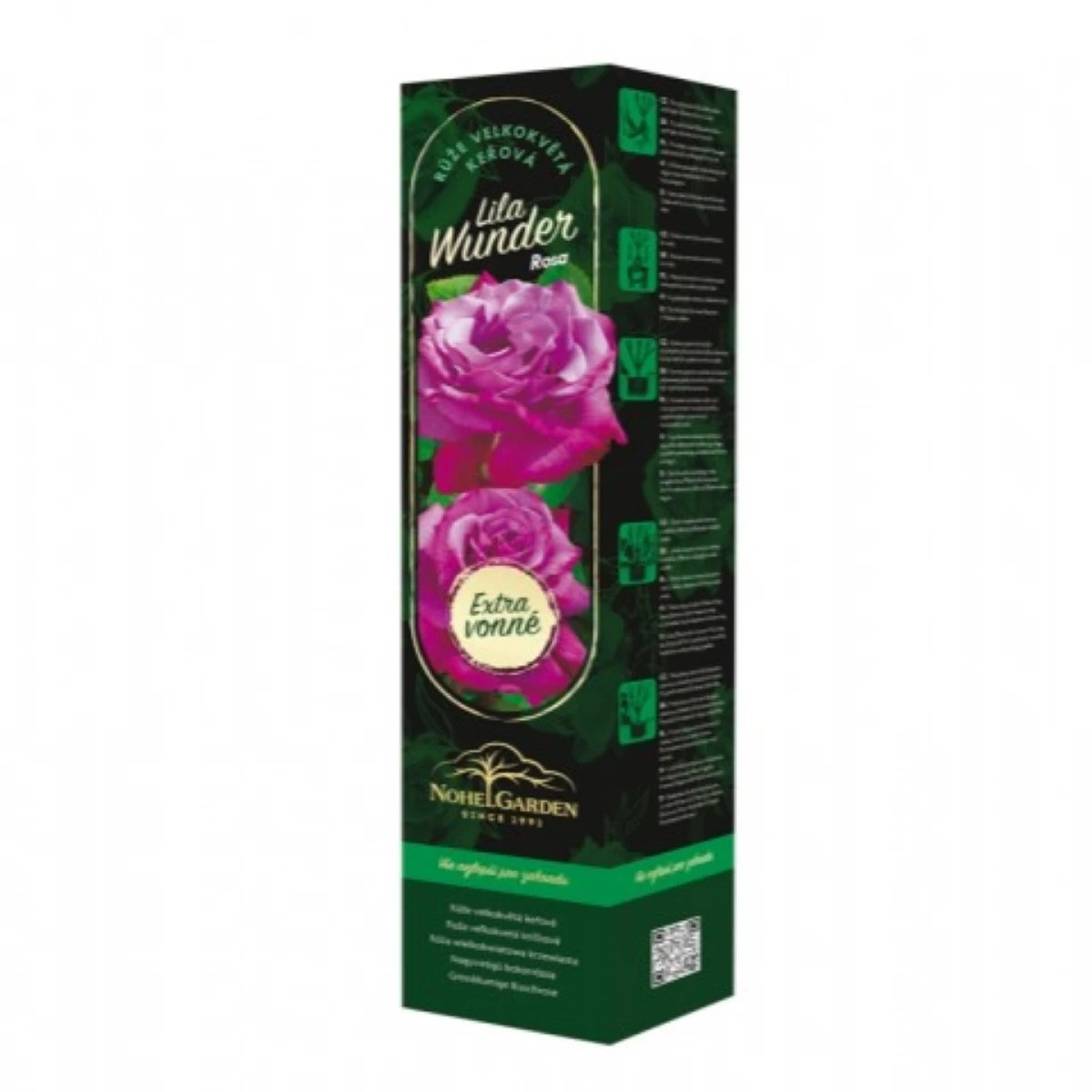 Růže velkokvětá keřová - Fragrant Lila Wunder - Rosa - prostokořenné sazenice růže - 1 ks
