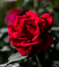 Růže velkokvětá keřová - Fragrant Mister Lincoln - Rosa - prostokořenné sazenice růže - 1 ks