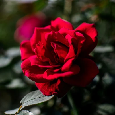 Růže velkokvětá keřová - Fragrant Mister Lincoln - Rosa - prostokořenné sazenice růže - 1 ks