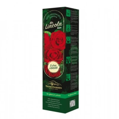 Růže velkokvětá keřová - Fragrant Mister Lincoln - Rosa - prostokořenné sazenice růže - 1 ks