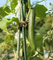 Okurka salátová Tribute F1 - Cucumis sativus - semena - 10 ks