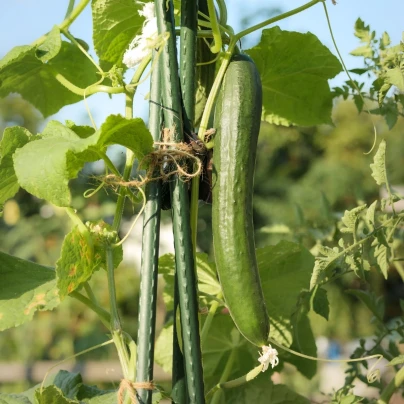 Okurka salátová Tribute F1 - Cucumis sativus - semena - 10 ks