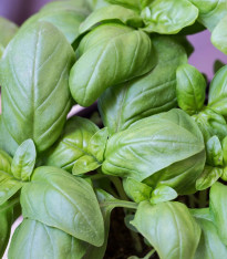 BIO Bazalka velkolistá - Ocimum basilicum - bio semena - 100 ks