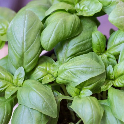 BIO Bazalka velkolistá - Ocimum basilicum - bio semena - 100 ks