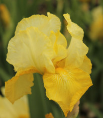 Kosatec německý Maui Moonlight - Iris germanica - hlízy - 1 ks